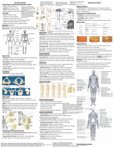 Skeletal and Muscular Systems Anatomy Guide