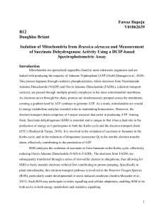 Mitochondria Isolation & SDH Activity Assay in Brassica oleracea