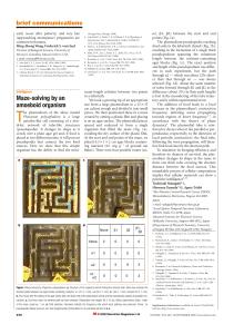 Maze-Solving by Amoeboid Organism Physarum Polycephalum