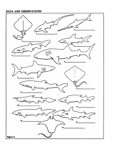 Using and Making a Dichotomous Key: Shark Identification Activity