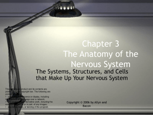 Chapter 3: Nervous System Anatomy