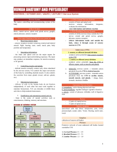 Human Anatomy & Physiology: Nervous System Lecture Notes