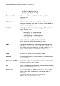 Bioteknologi Kursusglossar: Replikation og Transskription