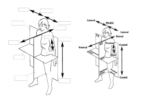 Human Anatomy Study Guide: Systems, Regions, Terms