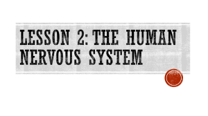 Lesson 2: The Human Nervous System