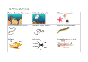 The 9 Phyla of Animals - Educational Chart