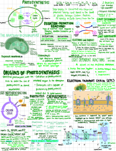 Photosynthesis Diagram: Light Reactions & Calvin Cycle