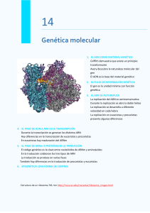 Gen&eacute;tica Molecular: Tema 14 para 2&ordm; Bachillerato