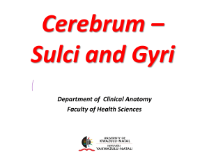 Cerebrum Sulci and Gyri: Brain Anatomy Guide