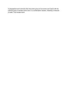 Polypeptide Bond Formation: Amino Acid Condensation Reaction