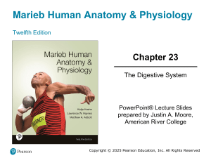 Marieb Anatomy & Physiology Chapter 23: Digestive System