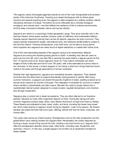 Saguaro Cactus: Biology, Ecology, and Cultural Significance