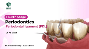 Periodontal Ligament (PDL) in Periodontics - Fourth Stage