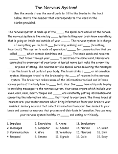 The Nervous System Worksheet