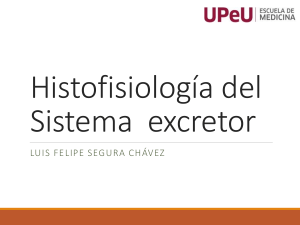 Histofisiolog&iacute;a del Sistema Excretor - UPeU Medicina