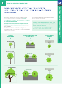 Distances de plantation des arbres en espace public
