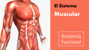 The Muscular System: Anatomy and Function