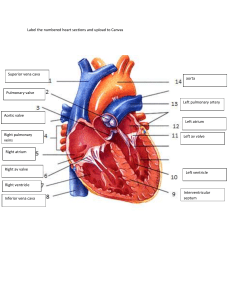 Heart Anatomy Labeling Worksheet
