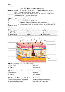 Structure of the Human Skin Worksheet