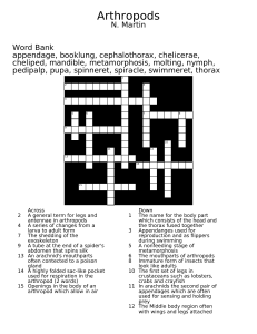 Arthropods Crossword Puzzle