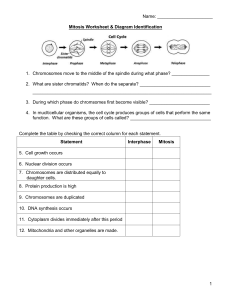 Mitosis Worksheet & Diagram Identification