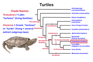 Turtle Phylogeny and Biology: Educational Overview