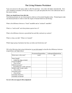 The Living Primates Worksheet