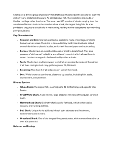 Shark Facts: Biology, Species, and Conservation