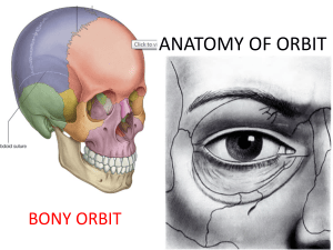 Anatomy of the Orbit: Bony Orbit Structure