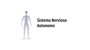 Sistema Nervioso Aut&oacute;nomo: Presentaci&oacute;n
