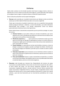 Anatom&iacute;a de los ur&eacute;teres: Estructura y funci&oacute;n