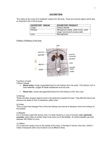 Excretion and the Kidneys: A Biological Guide
