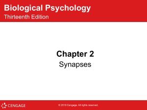 Biological Psychology Chapter 2: Synapses