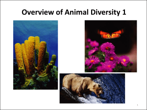 Overview of Animal Diversity 1: Evolution & Classification