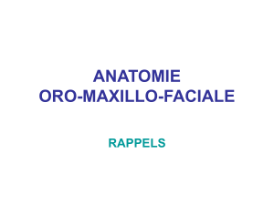 Anatomie Oro-Maxillo-Faciale: Rappels