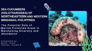 Sea Cucumbers in Mindanao: Marine Protected Areas & Diversity
